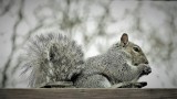 Grey squirrel on a gray winters day