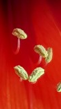 Amaryllis Detail