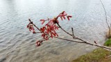 Spring Phase - Red Maple - acer rubrum