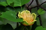 Tulip Tree Blossom -  liriodendron tulipifera