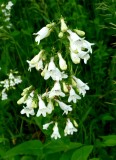 Foxglove Beardtongue - Penstemon digitalis