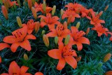 Fire lilies in full bloom