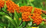 Butterfly Milkweed  - asclepias tuberosa