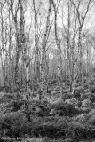 Silver Birch trees, Jack Flat, January 2020.jpg