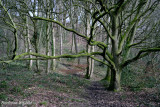 Green Wood, February 2020