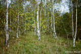 Silver birches lining the Ivanhoe Way, Leicestershire, October 2020