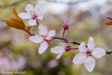 Cherry plum (Prunus cerasifera) blossom