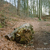 Log with fungus, Swinney Wood