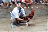 Fighting Chickens