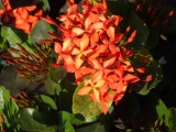 DSC07191.JPG