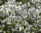 Dogwood In Spring 