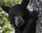 Dew Covered Yearling 