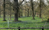 Bluebells