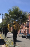 Town centre