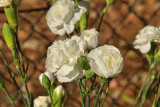 Wedding Dianthus