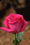 Real Pink Rose