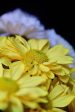 Daisy Macros