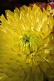 64 of 365 Yellow Chrysanthemum Macros