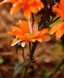 Orange Asteraceae