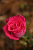93 of 365 Garden Rose Bloom