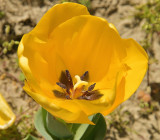 142 of 365 Yellow Tulip
