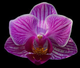 223 of 365 Phalaenopsis Orchid