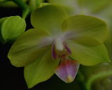 226 of 365 Phalaenopsis Orchid Sunrise