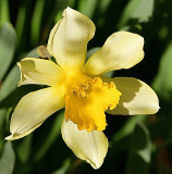 Daffodil Delight.jpg