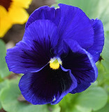 353 of 365 Blue Pansy