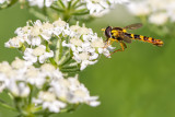 Insects