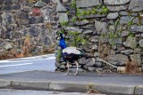 Wildlife/Animals