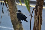 Wildlife/Animals