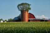 The Trees
