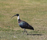 AAPA-2019-08-02-GOLF-s-696.jpg