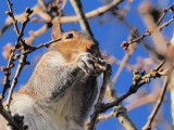 Grey Squirrel