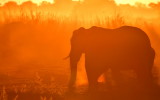 botswana_2019