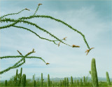 The Ocotillo Plant