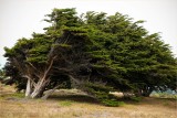 Tree vs. Wind