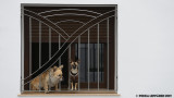 Dogs window