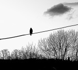 Classic bird on wire