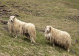 2N9A3559 Sheep near Egilsstadir.jpg