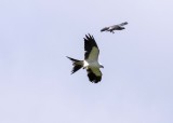 2N9A0930  Swallow-tailed and Mississippi Kites.jpg