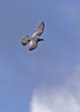 2N9A1026 Mississippi Kite.jpg