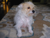 Abbie