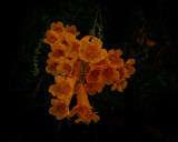 Delightfully orange.