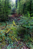 Dans la forêt vers Bernifal
