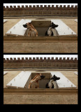 Chiens Saint-Emilionnais regardant un match de tennis