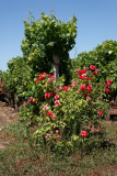 Rosier lanceur d'alerte