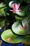 Grenouille Laroquoise