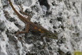 Agama (What is my name?)